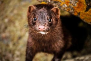 Anunciada a primeira vacina contra a Covid-19 em animais