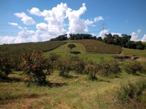 Jovem rural como indutor da agricultura periurbana