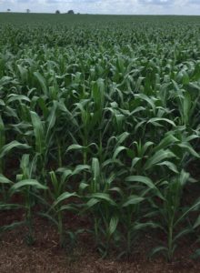 Clima seco preocupa o setor do agro