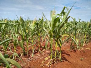 Produtor retém o estoque de milho esperando valorização ainda maior