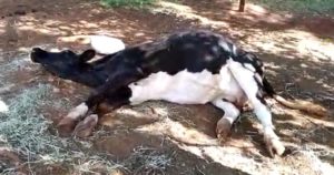 Raiva: vídeo mostra sintomas de animal atacado por morcego
