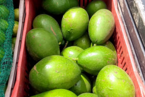 Paraná é o terceiro maior produtor de abacate do Brasil