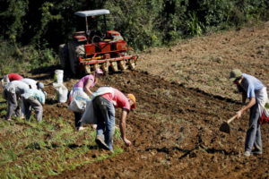 Oeste: cooperativas agrofamiliares têm aporte de R$ 5,2 milhões