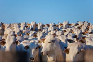 Saiba quais são as doenças parasitárias mais comuns em bovinos