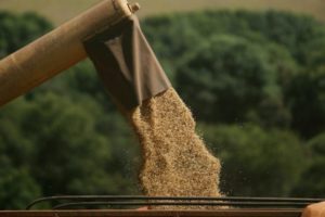 Colheita de soja atinge 76,2% da área de 38,6 milhões de hectares no País