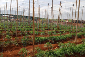 Programa viabiliza e fortalece a agricultura familiar paranaense
