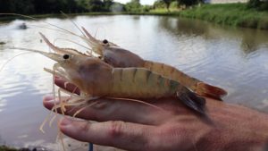 Oeste do Paraná se destaca na produção de camarões