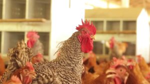 Exportações mundiais de carne de frango de 2020 recuaram