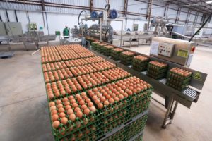 Indústria de alimentos do PR cresce mais que a média nacional