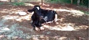 Sobe para 6 o número de casos de raiva bovina
