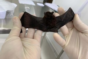 Crescem casos de raiva em Cascavel