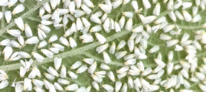 Mosca-branca causa prejuízo nas áreas de feijão do oeste   