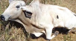 Raiva bovina pode ser transmitida a humanos