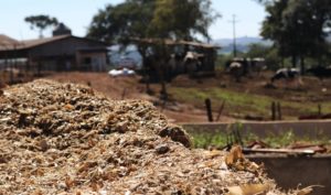 Estiagem resulta em silagem de baixo teor nutricional