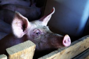 Mercado suíno sinaliza demanda aquecida e preços sobem