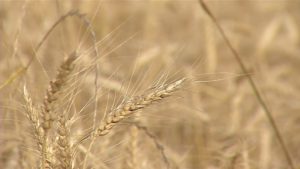 Moagem de trigo cresce 1% no Brasil, mas moinhos sofrem