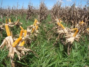 Publicado zoneamento agrícola do milho consorciado com braquiária