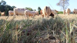 Como alimentar os animais na escassez de pasto