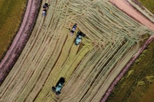 Paraná cultiva 18,5 mil hectares com arroz irrigado