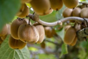 O “papa do kiwi” é do Paraná