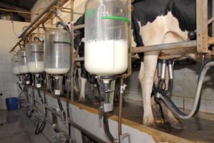 Leite produzido por duas cidades paranaenses rende R$ 1 bi
