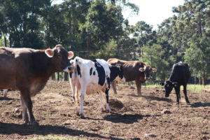 Seca e geada afetam pastagens e ameaçam a produção de leite