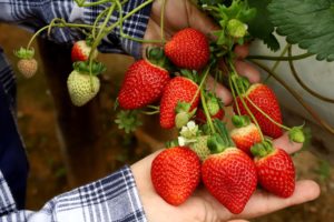 Área plantada com morango cresce 69% no Estado