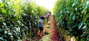 Mãe e agricultora que não tem medo de desafios