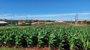 Milho safrinha é novidade do 2º Show Rural Edição de Inverno