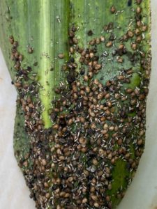 Pulgão-do-milho causa danos em lavouras da região   