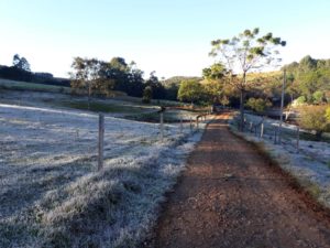 Geadas causam as primeiras perdas do ano no campo