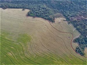 VEJA as imagens impressionantes dos estragos da geada   