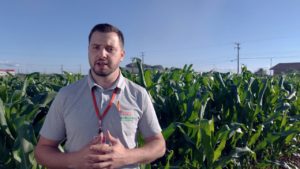 Fertilizante foliar combate efeitos do estresse hídrico no milho