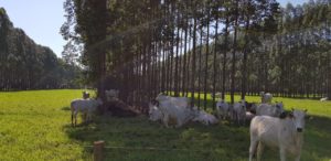 Tecnologia: Produção de celulose e carne de baixo carbono
