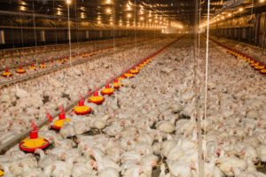 Alta dos grãos ameaça empregos e abastecimento, alerta Sindiavipar