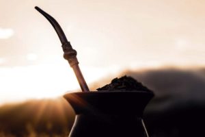 Produtores investem em pesquisas para melhorar erva-mate