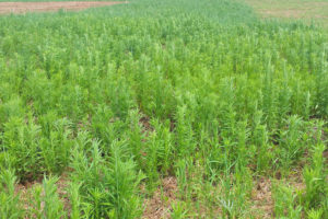 Intensificadas ações contra plantas daninhas
