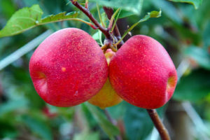 Exportação de frutas registra alta de mais de 20%