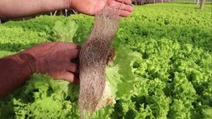 Hidroponia muda vida de produtores de hortaliça