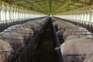 Exportações de carne suína do RS e PR podem crescer até 35%