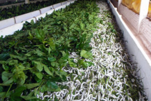Como combater à deriva de defensivos agrícolas?