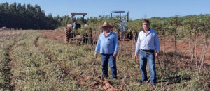 Sucesso de variedade de mandioca é atribuído à pesquisa e extensão