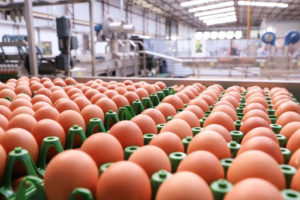 Exportação de ovos no 1º quadrimestre é a maior para o período em 5 anos