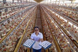 Paraná é o segundo maior produtor de ovos do Brasil