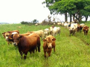 Você viu isso? Do Paraná para o mundo, conheça a Raça Purunã