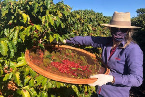 Safra de café deve reduzir 9% no Paraná;  já o preço médio valoriza 39,8%