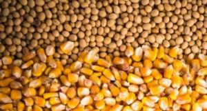 Mercado futuro de grãos: o céu é o limite