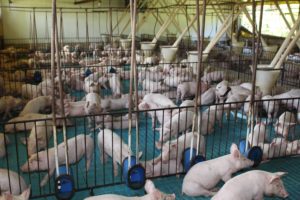 Exportações de carne suína crescem 35,1% em abril