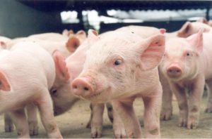 Canadá abre mercado para carne suína brasileira