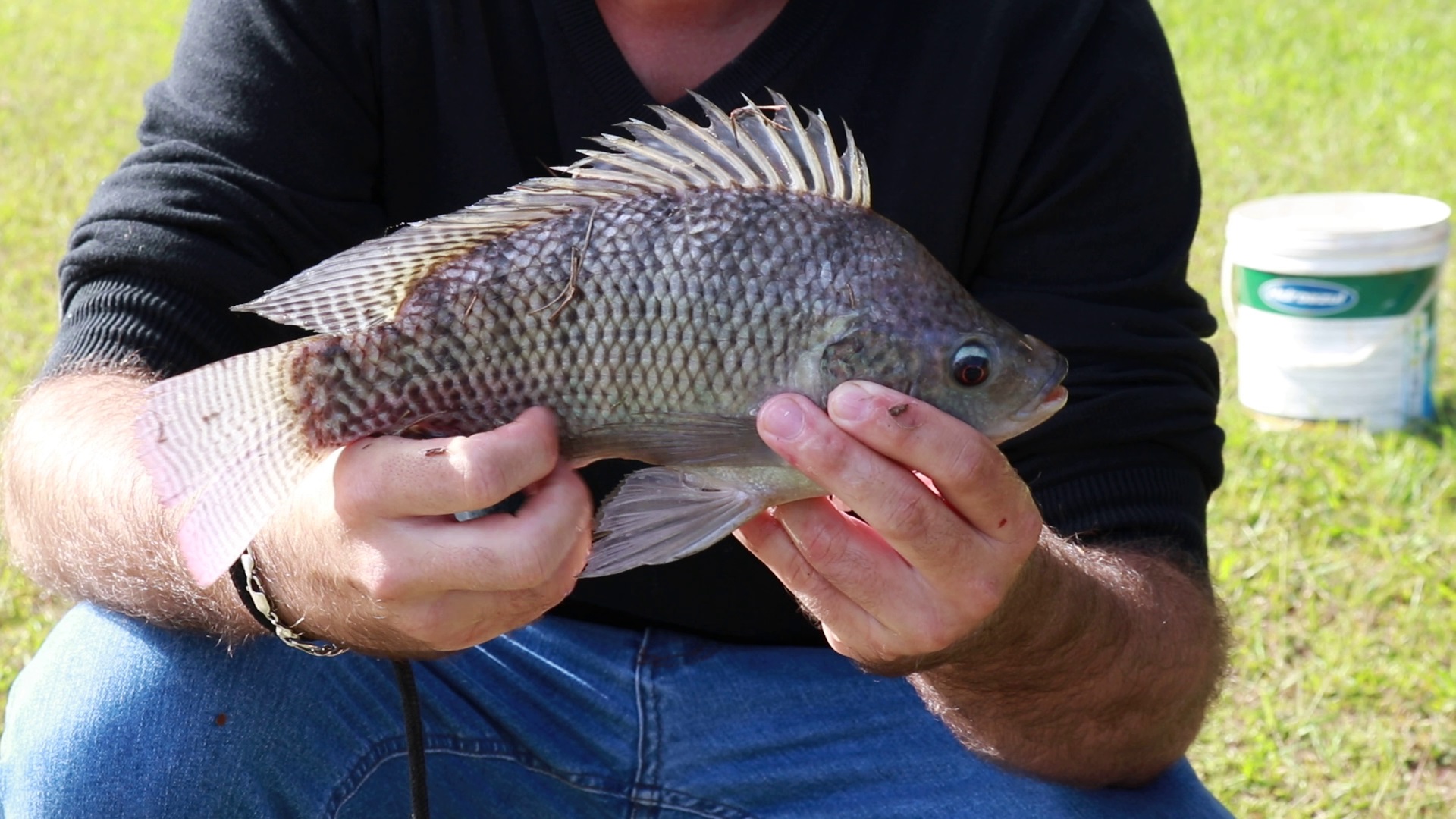 Tilápia Gift e Rendalli. Você sabe a diferença? Sou Agro